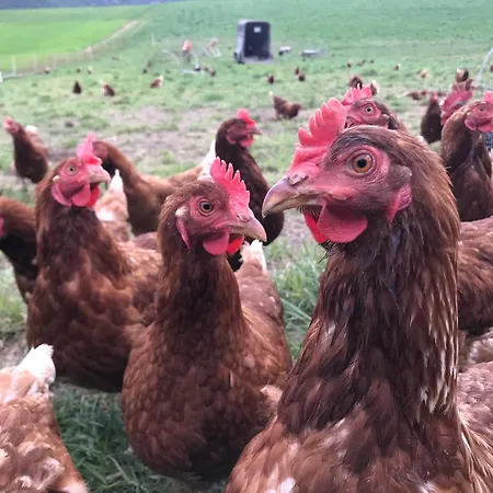 Burgstrasse West Mit Garten Und Sauna Daire Altleiningen