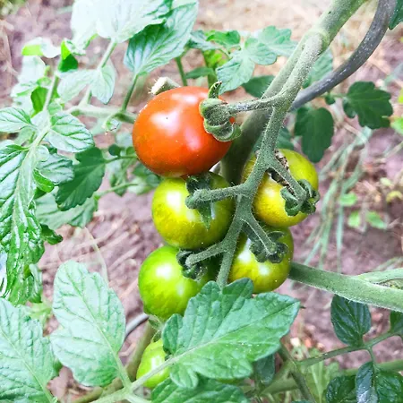 Burgstrasse West Mit Garten Und Sauna Altleiningen