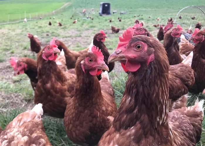 Burgstrasse West Mit Garten Und Sauna דירה Altleiningen