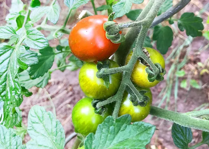 Burgstrasse West Mit Garten Und Sauna Altleiningen